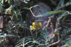 Agapostemon melliventris