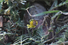 Agapostemon melliventris