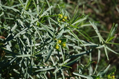 Euphorbia serrata