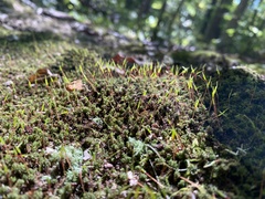 Polytrichum