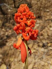 Erythrina abyssinica