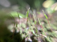 Polytrichum