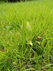 Himantoglossum hircinum
