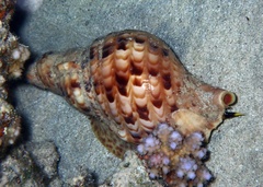 Charonia tritonis