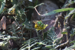 Agapostemon melliventris