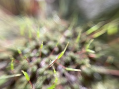 Polytrichum