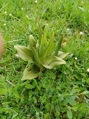 Himantoglossum hircinum