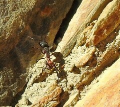 Camponotus cruentatus