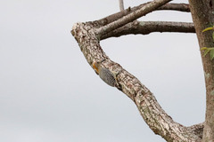 Melanerpes hoffmannii