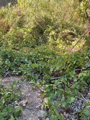 Pericampylus glaucus