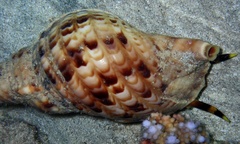 Charonia tritonis