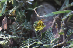 Agapostemon melliventris