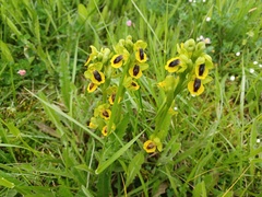 Ophrys lutea