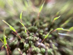 Polytrichum