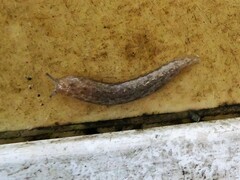 Megapallifera mutabilis