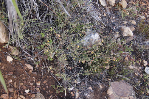 Image of Hermannia multiflora by (c) Tony Rebelo, some rights reserved (CC BY-SA)