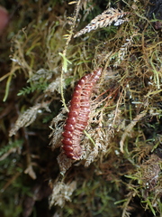 Nearctodesmidae