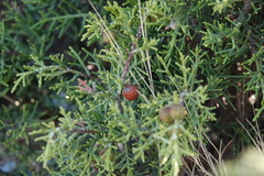 Juniperus phoenicea