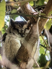 Otus bakkamoena