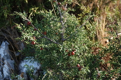 Juniperus phoenicea
