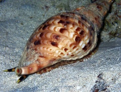 Charonia tritonis