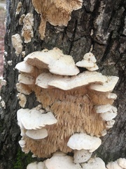 Irpiciporus