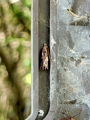 Thyridopteryx ephemeraeformis