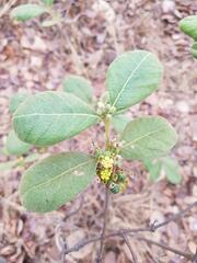 Fadogiella stigmatoloba