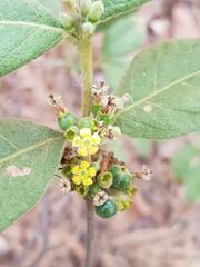 Fadogiella stigmatoloba