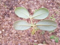 Fadogiella stigmatoloba