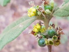 Fadogiella stigmatoloba