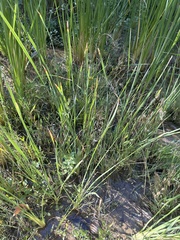 Diplachne fusca