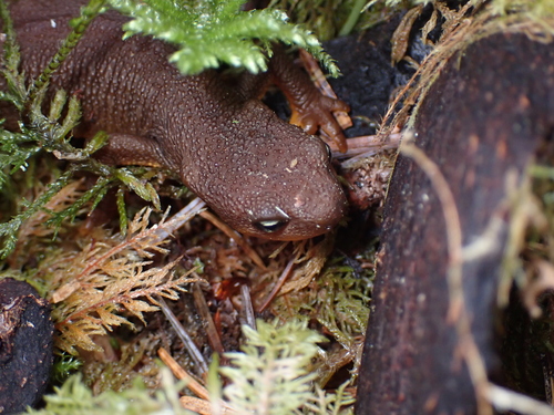 Rough-skinned Newt