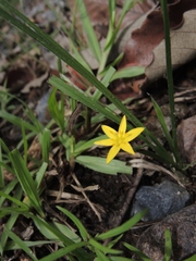 Hypoxis mexicana