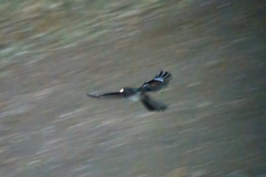 Caprimulgus europaeus