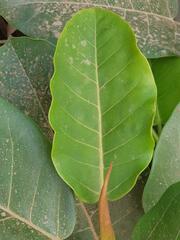 Ficus lutea
