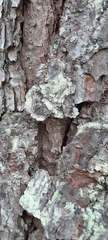 Lecanora thysanophora