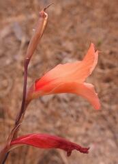 Gladiolus melleri