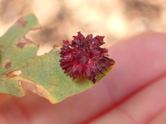Cynips quercusechinus