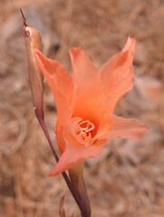 Gladiolus melleri