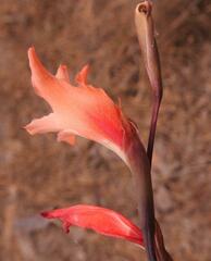 Gladiolus melleri