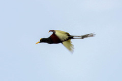 Jacana spinosa