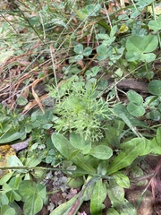 Eupatorium capillifolium