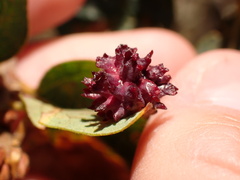 Cynips quercusechinus