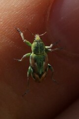 Coniatus tamarisci