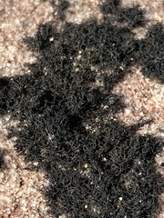 Lichinaceae