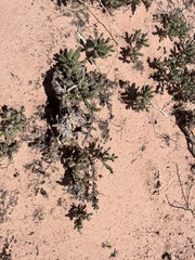 Cylindropuntia