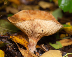 Paxillus involutus