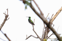 Anthracothorax prevostii