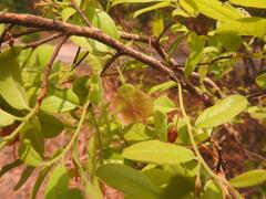 Hymenocardia ulmoides